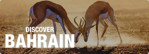 ad-banner-bac